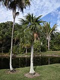 Miniatura para Coccothrinax readii