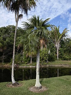 <i>Coccothrinax readii</i> Species of palm