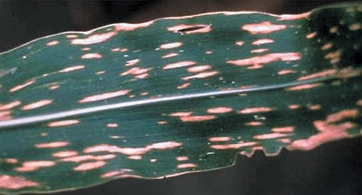 Southern corn leaf blight - Wikipedia