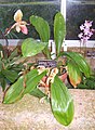 Coelogyne lentiginosa1.jpg