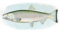 Coho Salmon, Adult Male.jpg