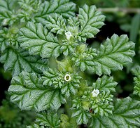 C. procumbens