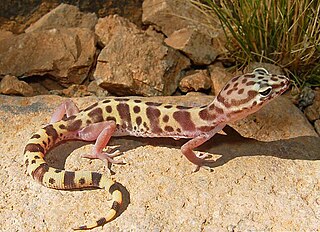 Western banded gecko species of reptile