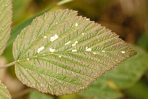 Coleophora.potentillae4.-.lindsey.jpg