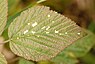 Coleophora potentillae (Braamkokermot)