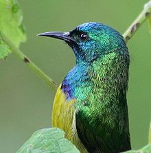 Male in a garden grapevine Collared Sunbird (Hedydipna collaris).jpg