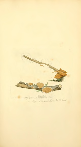 File:Coloured Figures of English Fungi or Mushrooms - t. 97.png