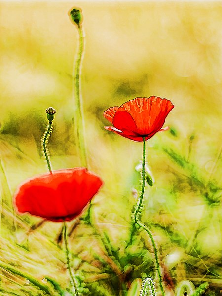 File:Come and visit my serie "poppy" (42489575691).jpg