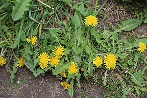 Dandelion (Taraxacum officinale) flowers