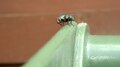 File:Common green bottle fly (Phaenicia sericata).webm