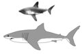 Comparison of great white shark and salmon shark.png