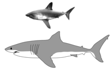 Comparison of the size of a salmon shark (top) and its relative the great white shark (bottom) Comparison of great white shark and salmon shark.png