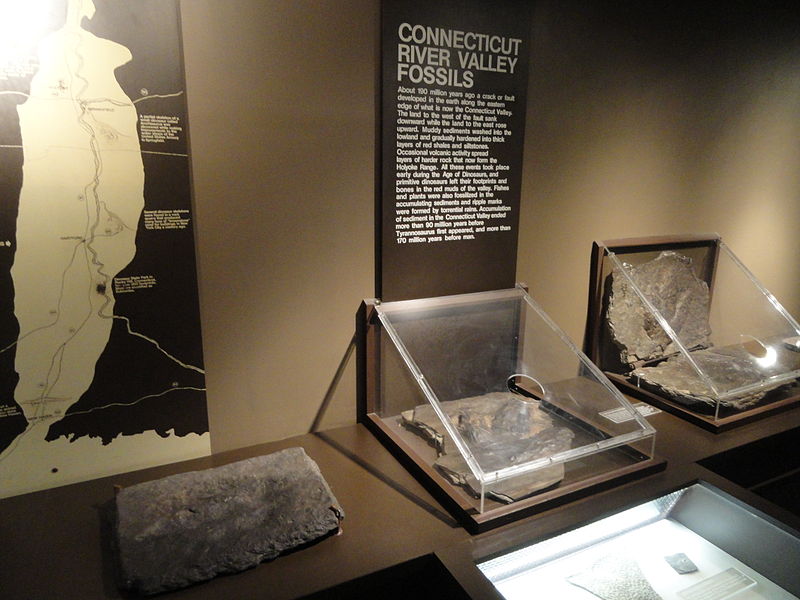 File:Connecticut River Valley fossils - Springfield Science Museum - Springfield, MA - DSC03339.JPG