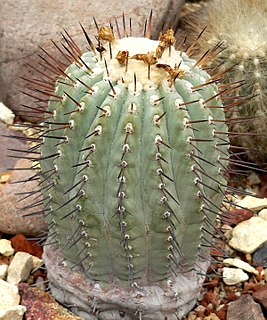 <i>Copiapoa cinerea</i> Species of plant