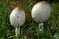 Coprinus comatus