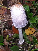 Coprinus comatus 031111w.jpg