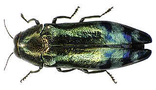 <i>Coraebus</i> Genus of beetles