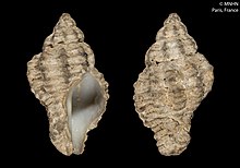 Coralliophila basileus (MNHN-IM-2000-792) .jpeg