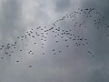 Cormorant flock in flight, Begnas Lake, Nepal 5.jpg