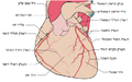 Coronary arteries-HE.png