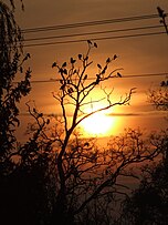 Rooks forming a nocturnal roost in Hungary Corvus frugilegus sundown.JPG