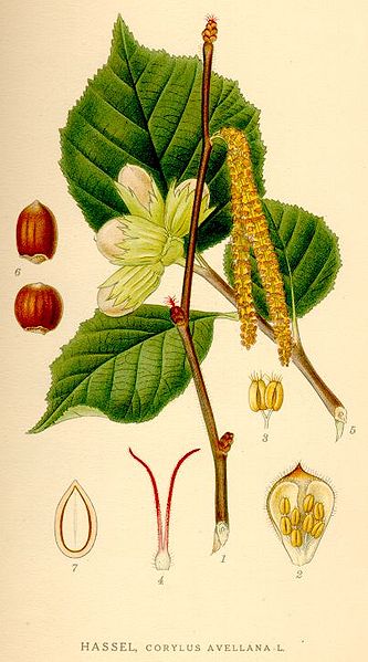 File:Corylus avellana NF.jpg