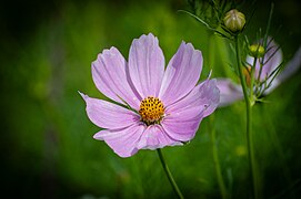 Cosmos Bipinnatus