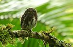 Miniatura para Glaucidium costaricanum