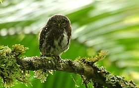Costa Rican Pygmy-owl (Glaucidium costaricanum) on branch.jpg