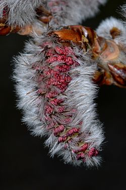 Cottonwood (Populus sp.)