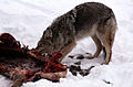 Un Coyote se nourrissant sur une carcasse d'élan en hiver dans la vallée de la rivière Lamar, dans le Parc national de Yellowstone.
