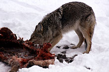 Coyote se nourrissant sur une carcasse de wapiti pendant l'hiver 1989 dans la vallée de la Lamar.