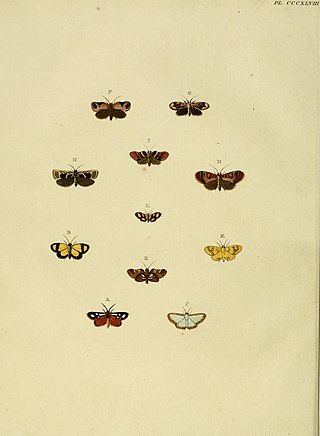 <i>Chrysauge</i> Genus of moths