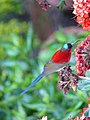Crimson Sunbird - Aethopyga siparaja - P1080045.jpg