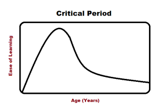 Critical period maturational stage in the lifespan of an organism during which the nervous system is especially sensitive to certain environmental stimuli