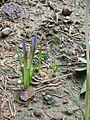 Crocus goulimyi buds