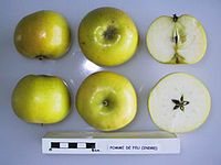 Cross section of Pomme de Feu (Indre), National Fruit Collection (acc. 1948-213) .jpg