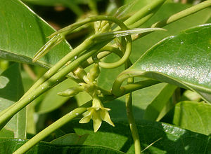 Cryptolepis buchananii (Indian sarsaparilla) W2 IMG 3219.jpg