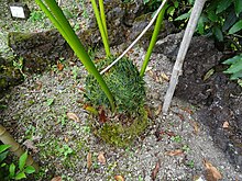 תנורי Cycas multipinnata 2015 (01) .jpg