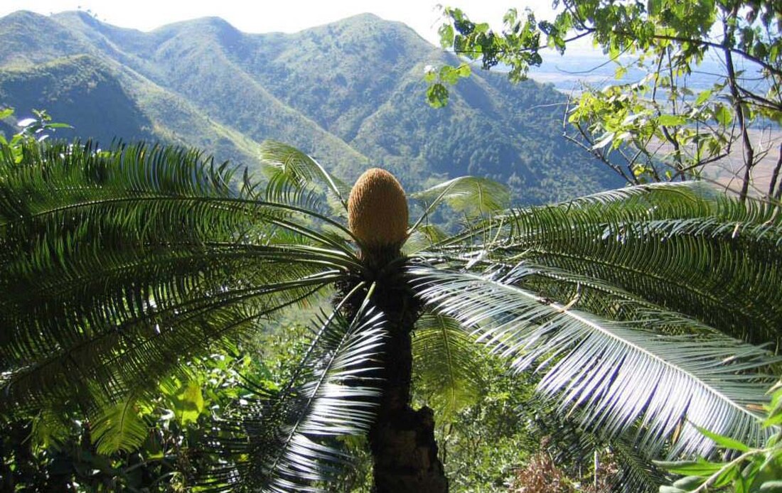 Cycas pectinata