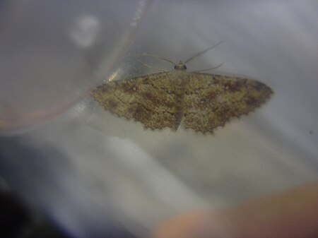 Cyclophora nanaria