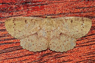 <i>Cyclophora rotundata</i> Species of moth