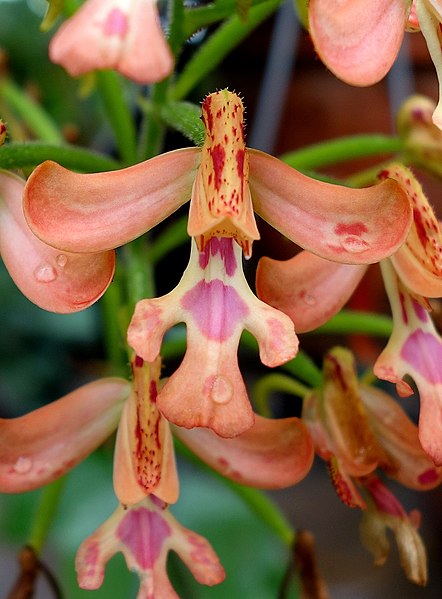 File:Cynorkis gibbosa - Conservatory of Flowers - San Francisco, CA - DSC03229 - cropped.jpg