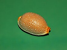 Cypraeidae - Nucleolaria nucleus-1.jpg