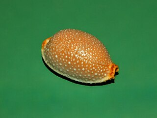 Nucleolaria nucleus Species of gastropod