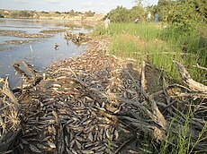Fish killed by pollutants fill the Moulouya River in August 2011.