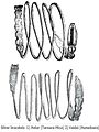 Dacian silver bracelets from Hetur and Vaidei.JPG