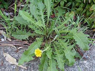 Съедобные дикоросы. Лист Taraxacum officinale. Кульбаба листья. Одуванчик лекарственный лиет. Одуванчик лекарственный листья.