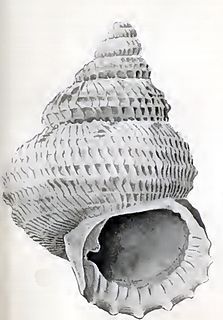 <i>Danilia telebathia</i> species of Gastropoda