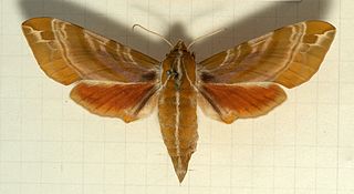 <i>Darapsa versicolor</i> Species of moth